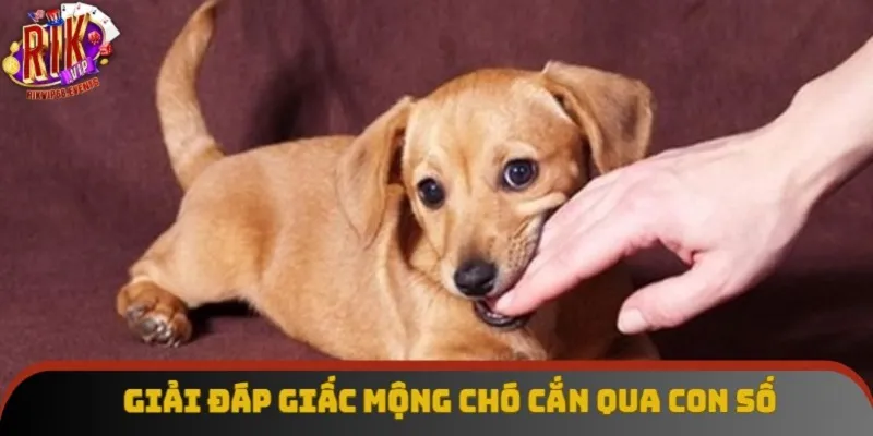 Giải đáp giấc mộng chó cắn qua con số
